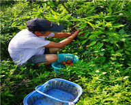 重慶長葉香橙基地批發種苗種植圖片5