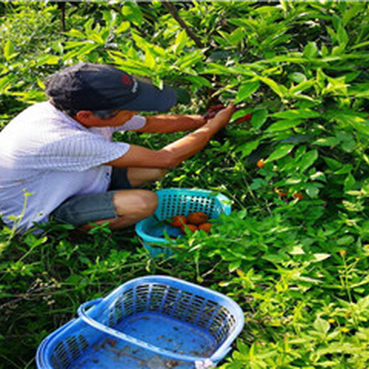 海南长叶香橙芽穗批发