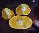 湛江長葉香橙批發市場圖片