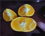 長葉香橙批發價格香橙圖片3
