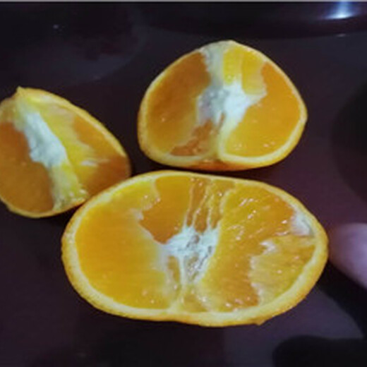 贵州长叶香橙种植基地种苗种植香橙