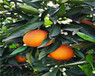 湖北長葉香橙品種齊全種苗種植香橙