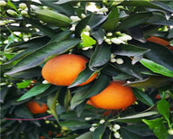 海南銀豐園藝長葉香橙品種種苗種植香橙圖片5