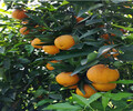 廣東長葉香橙種植價格種苗種植