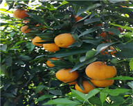 江西銀豐園藝長葉香橙種植方法種苗種植圖片3