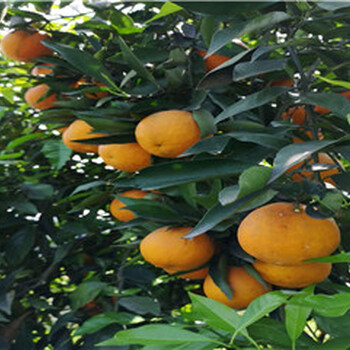 银丰园艺香橙,重庆长叶香橙果苗供应