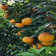 叶香橙果苗种植图