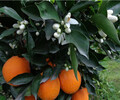 江西長葉香橙種苗價格香橙種苗種植