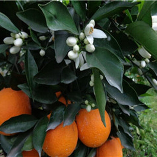 银丰园艺香橙,赣州长叶香橙果苗供应