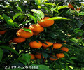 江苏长叶香橙特价批发种苗种植