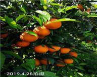 湖南長葉香橙種苗種苗種植圖片1