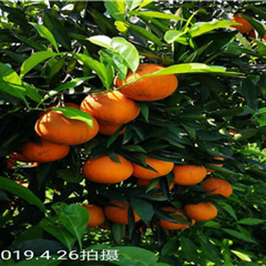 江津长叶香橙种植方法香橙种苗种植