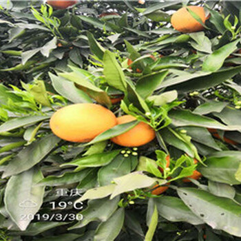 四川长叶香橙批发价格种苗种植香橙