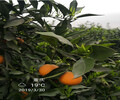 長葉香橙哪家好香橙種苗種植