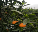 長葉香橙哪家好香橙種苗種植圖片
