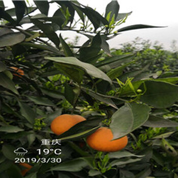 四川长叶香橙枝条批发价格种苗种植