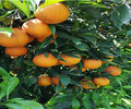 湖北長葉香橙特價批發種苗種植香橙
