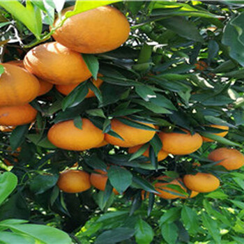 嵊州长叶香橙种植基地