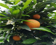 海南銀豐園藝長葉香橙品種種苗種植香橙圖片3