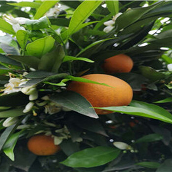 广西长叶香橙种苗批发种苗种植