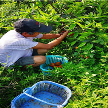 湖北长叶香橙枝条供应种苗种植