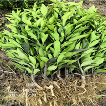 福建银丰园艺长叶香橙种植基地种苗种植香橙