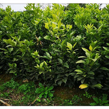 湖北银丰园艺长叶香橙种植方法种苗种植