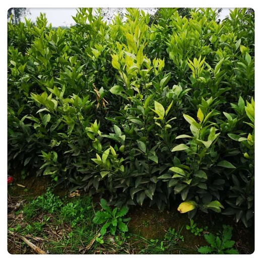 四川银丰园艺长叶香橙种植价格种苗种植香橙