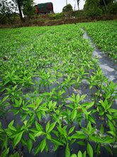 湖北银丰园艺长叶香橙报价香橙种苗种植图片