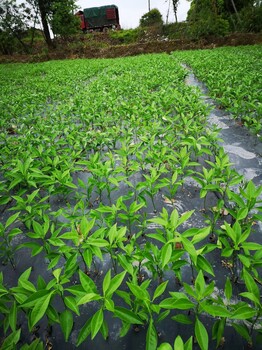 贵州长叶香橙枝条批发价格种苗种植