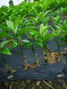 江西銀豐園藝長葉香橙種植方法種苗種植