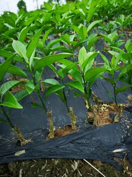 银丰园艺香橙贵州长叶香橙芽穗供应