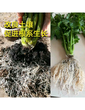 銀豐園藝豐田寶生物有機肥售價生物有機肥圖片
