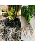 海南丰田宝生物有机肥供应商,生物有机肥图片2
