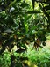 云南銀豐園藝長葉香橙種植基地種苗種植香橙