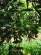 湖北银丰园艺长叶香橙种植,香橙图片