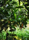 長葉香橙哪家好香橙種苗種植圖片3