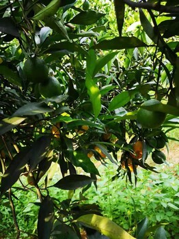 湖南银丰园艺长叶香橙种植价格香橙种苗种植