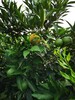 廣東長葉香橙種苗種植香橙