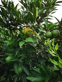 重庆长叶香橙报价种苗种植香橙