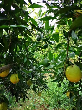湖南长叶香橙基地批发种苗种植香橙