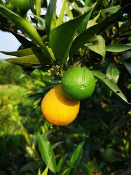 福建长叶香橙种植基地种苗种植