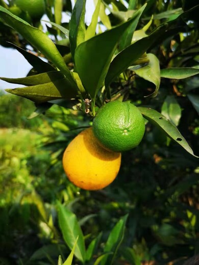 江苏长叶香橙种植基地,香橙