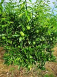 重慶長葉香橙基地批發種苗種植圖片2