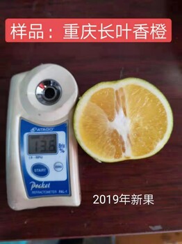 云南银丰园艺长叶香橙报价种苗种植