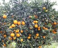梅州長葉香橙種植
