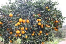 麗江長葉香橙種植價格圖片3