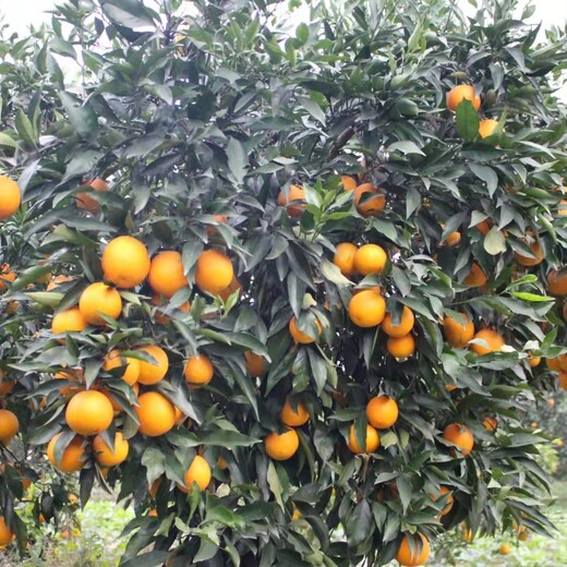常德长叶香橙种植基地