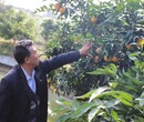 云浮長葉香橙種植方法