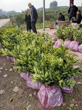 南京长叶香橙种植